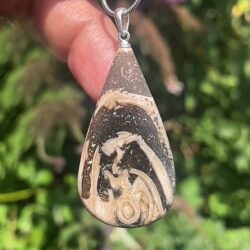 Trochactaeon gigantea (versteinerte Meeresschnecke)