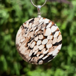 Palmholz versteinert